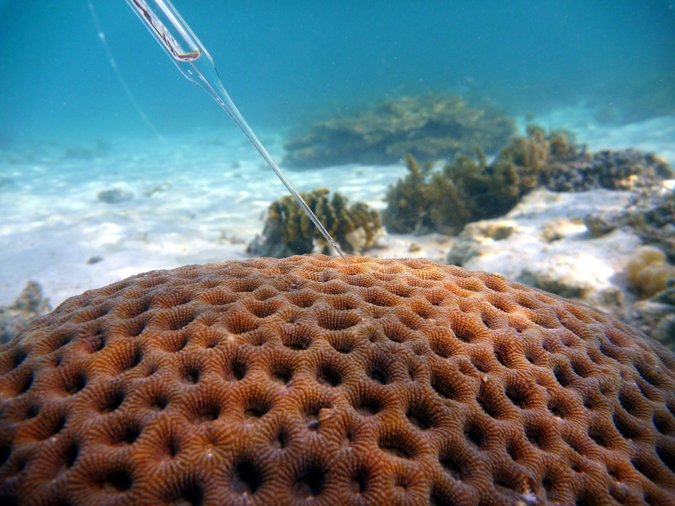 Microsensor on coral
